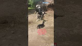 Mutta pisu morattu pisu erandu perum onnumey padikala😂🤣dogcowfunnyanimal black [upl. by Renny855]