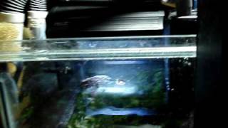 DIY Sump Refugium Setup part 3 of 4 [upl. by Sirej]