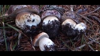 Boletus pinicola pinophilus amp Edulis  TRUCO PARA ENCONTRARLOS HOW TO FIND TRICK [upl. by Eenattirb451]