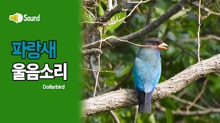 파랑새 소리 Dollarbird sound [upl. by Erialc]