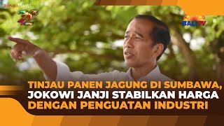 TINJAU PANEN JAGUNG DI SUMBAWA JOKOWI JANJI STABILKAN HARGA DENGAN PENGUATAN INDUSTRI [upl. by Llednav]