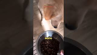 Ihr HUND ist ein GOURMET 🤣😂 [upl. by Pallua]