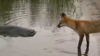 CATFISH VS FOX by Catfish World [upl. by Krenn]