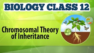 Chromosomal Theory of Inheritance  Chromosomal Basis of Inheritance  Biology Class 12 [upl. by Sherfield]