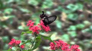 Pentas lanceolata and Crimson red butterfly [upl. by Taddeo]