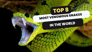 Top 8 Venomous Snakes in the World  Venomous Snakes  Deadliest Snakes  Dangerous Snakes  4K View [upl. by Legge776]