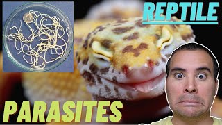 Reptile Parasites  Pinworms  Coccidia  Crypto  Hookworms [upl. by Alaine]