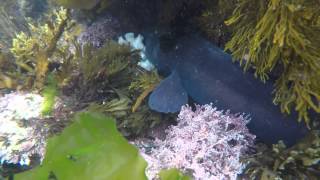 Octopus vs NZ Conger eel [upl. by Donahue632]