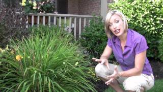 How to Clean Your Daylily Flower Beds  StepByStep Gardening [upl. by Constantia]