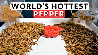 CAROLINA REAPER VS MEALWORMS [upl. by Phillipp852]