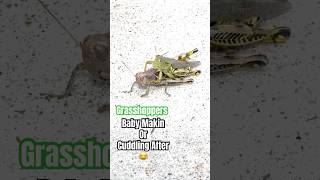 Grasshoppers are up to something grasshopper insects life interestingfacts [upl. by Groos]