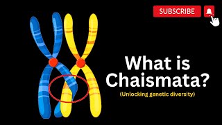 Exploring Chiasmata and Genetic Crossroads The Power of Chiasmata in Meiosis [upl. by Ahrendt]