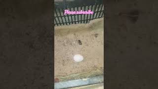 quotChickens Gift Laying Eggquot raisingchickensforeggs chickenfarming youtube poultryfarming [upl. by Laband]