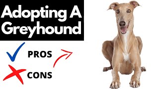 Pros And Cons Of Adopting A Greyhound  Should You REALLY Adopt A GREYHOUND [upl. by Kennan]