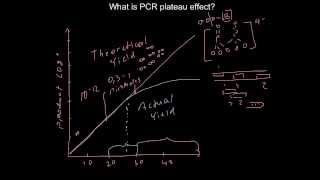 What is PCR plateau effect [upl. by Matti]