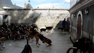 Breeding of Hunting Dogs in Cheverny Castle [upl. by Kass]