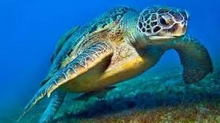 Sea Turtles Documentary HD Turtle documentary film [upl. by Alleyn]