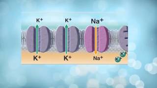 AampP 1 Neuron Membrane Physiology Part 1 Resting Membrane Potential [upl. by Leventis]