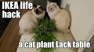 IKEA Life hack a cat plant lack table [upl. by Truk180]