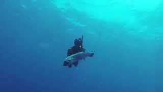 Spearfishing Australia  The reefs off Mission Beach [upl. by Gravante]