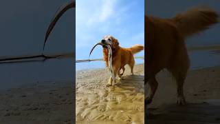 Intelligent dog fishing 🦦 New Viral Gadgets Smart Appliances Kitchen Utensils Home Inventions [upl. by Nosac650]