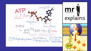 mr i explains Adenosine triphosphate ATP  Synthesis Properties and Uses [upl. by Esile]