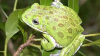 Barking Tree Frog Sounds [upl. by Lekcim]