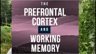 The Prefrontal Cortex and Working Memory [upl. by Siram]