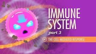 Immune System Part 3 Crash Course Anatomy amp Physiology 47 [upl. by Nnilsia509]