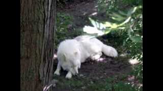 Wolf at the Bowmanville Zoo [upl. by Leugim]