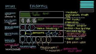 What is skin Epidermis [upl. by Nytsirk]