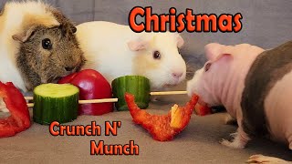 Animal ASMR Christmas Celebration Guinea Pig Mukbang [upl. by Oidale]