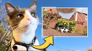 Island Cats With a GoPro The most intense CAT CHATTER [upl. by Esiahc115]