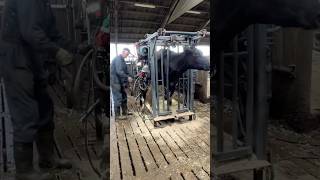 Cut Trim Clean Hoof Machine [upl. by Supmart]