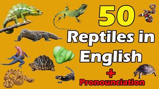 Reptiles Vocabulary in english  Pronounciation  50 Reptiles and Name In English With Pictures [upl. by Neirda226]