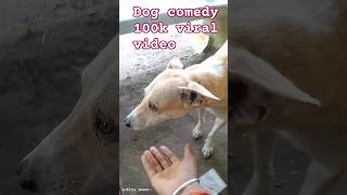 dog comedy 🤣🤣 comedy funny doglover dog trendingshorts viralshorts [upl. by Goran]