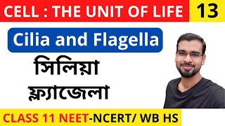 Cell The Unit of Life 13  Cilia and Flagella  in Bengali  Class 11 NEET Biology  NCERT  CBSE [upl. by Nalak928]