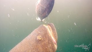 Goliath Grouper Playday [upl. by Annovoj]