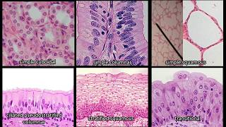 Identifying Epithelium  Review and Practice Questions [upl. by Parsaye635]