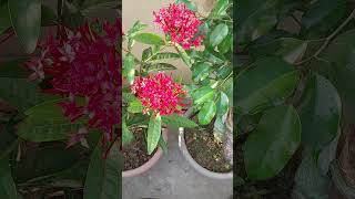 ixora plant beatifull plant 🪴 [upl. by Bernardo]