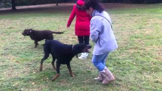 Crazy Doberman attacks owner [upl. by Lunetta]