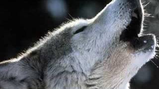 Enya  Crying Wolf  le chant du Loup [upl. by Aileda]