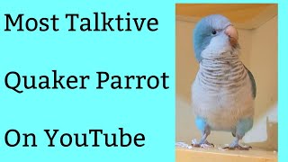 Best blue Quaker Parrot talking video [upl. by Thornton508]