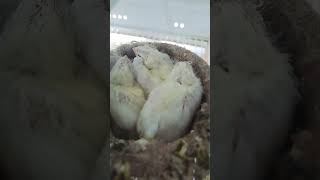 HIJOS DE LOS CAMPEONES DEL MUNDO AMARILLO ALA BLANCA birds ornitologia canarino animals canario [upl. by Zavala]