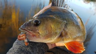 Jigging Worms For River  Creek CHUNKS Unexpected catch [upl. by Ennagroeg]