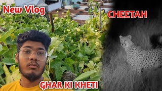 Ghar Ki kheti ☘️🍁🌿CHEETAH 🐆 New Vlog 2024 Daily VlogsFull Vlog 2024 viralvideo viralvideos [upl. by Strickler]