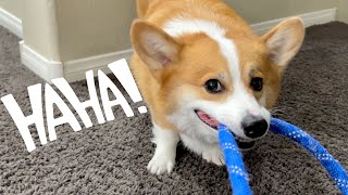 Try Not to Laugh  Funniest Talking Dog Videos [upl. by Llevad]