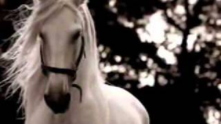 le cheval andalou  quotsimplementquot magnifique [upl. by Grannie866]