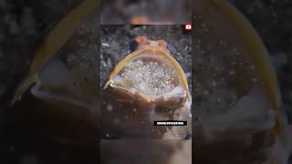 Male Jaw Fish Hold Egg in His Mouth ‼️😱jawfishfacts shortsviral [upl. by Llehcor]