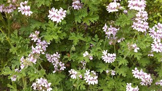 Pelargonium graveolens  Rose Scented Geranium care [upl. by Anitsyrhc383]